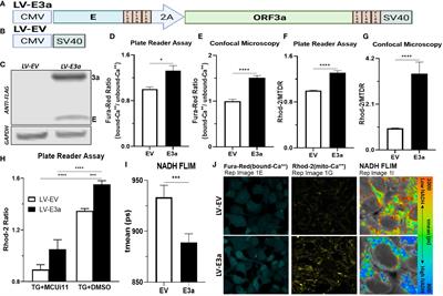 SARS-COV-2 viroporins activate the NLRP3-inflammasome by the mitochondrial permeability transition pore